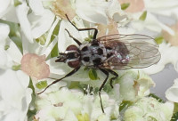 Anthomyia-pluvialis
